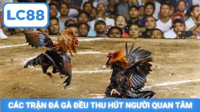 Các trận đá gà đều thu hút người quan tâm