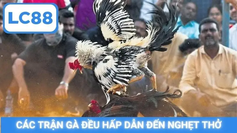 Các trận gà đều hấp dẫn đến nghẹt thở