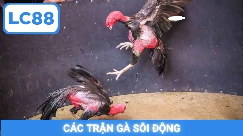 Các trận gà sôi động