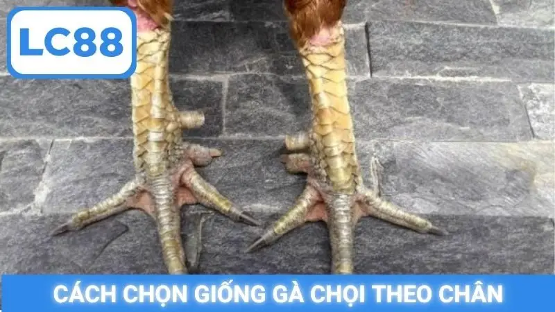 Cách chọn giống gà chọi theo chân