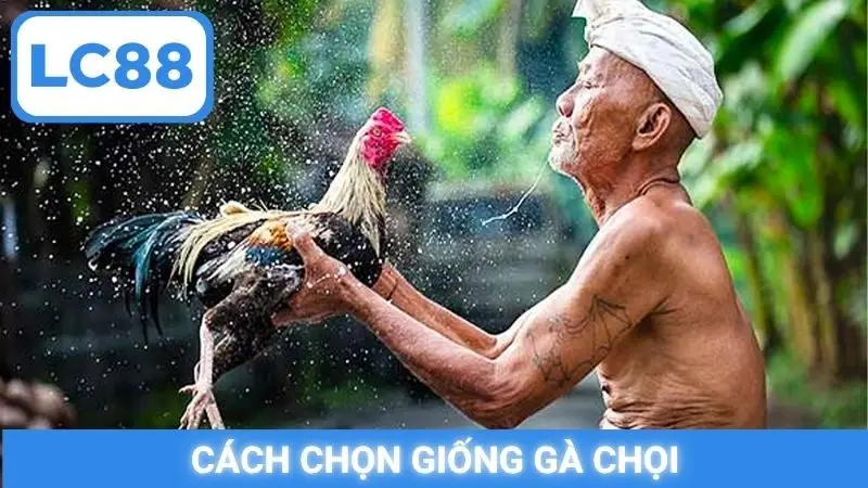 cách chọn giống gà chọi