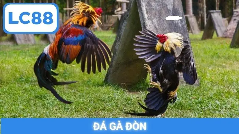 đá gà đòn