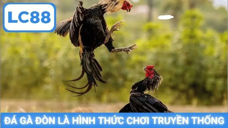 Đá gà đòn là hình thức chơi truyền thống