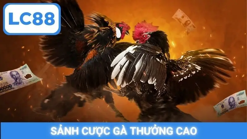 Sảnh cược gà thưởng cao