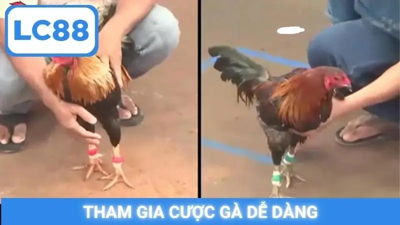 Tham gia cược gà dễ dàng