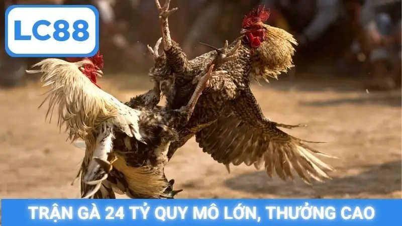 Trận gà 24 tỷ quy mô lớn, thưởng cao