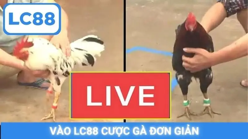Vào LC88 cược gà đơn giản